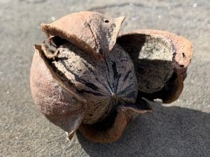 pecan in its husk 
