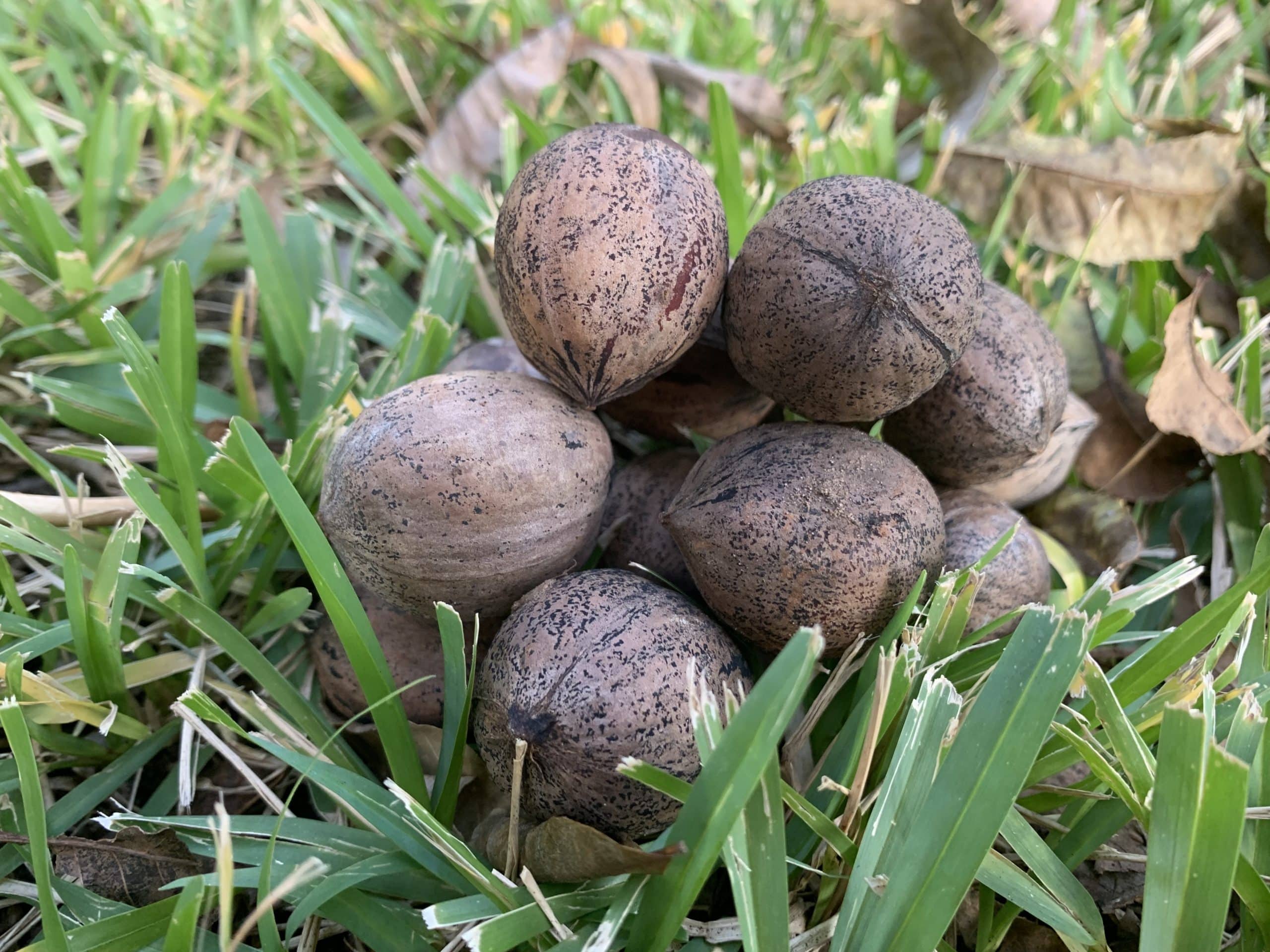Pecans fresh from the tree! 