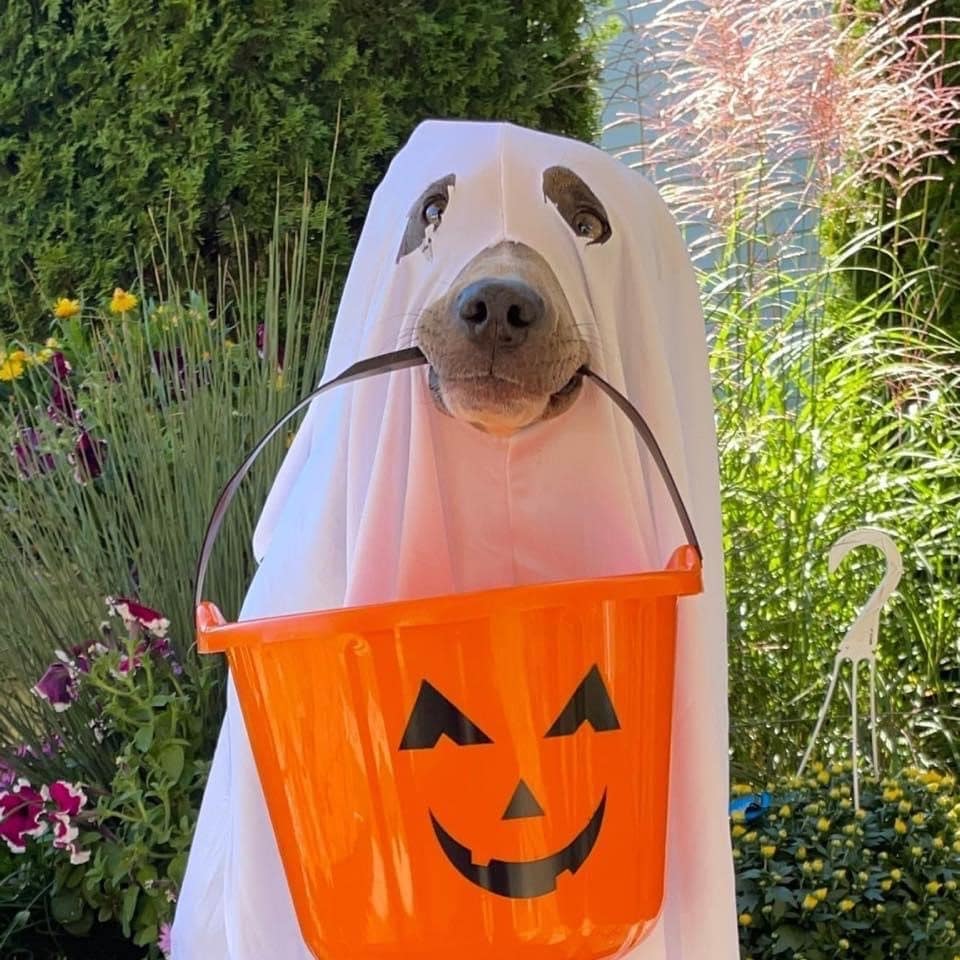 Halloween Costume Contest Entrant: Ghost Dog