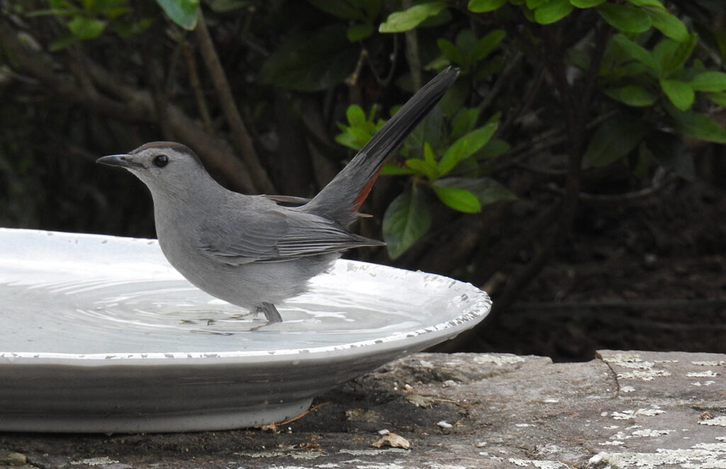 exploring-your-backyard-simple-ways-to-connect-with-nature-at-home